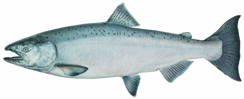 Chinook Salmon aka King