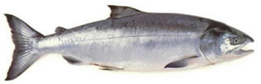 Keta Salmon aka Chum