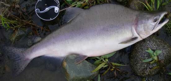 Pink Salmon aka Humpy